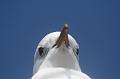 14_DP-2011-023 Bild0252c